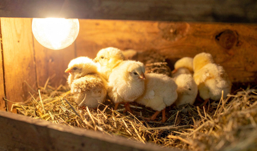 Spring Chick Starter Guide: What Your New Flock Needs in the First 8 W