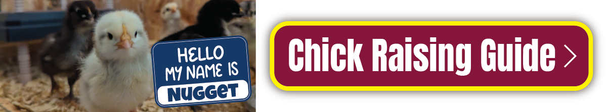 Button to go to chick raising guide with cute chick photo