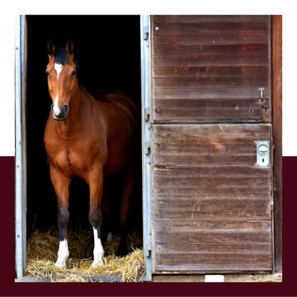 Horse & Livestock Feed & SuppliesHorse