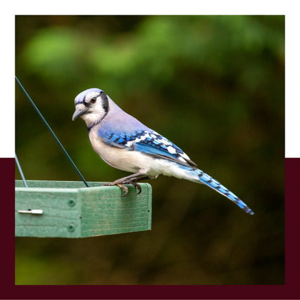 Wild Bird FeedBlue jay on bird feeder