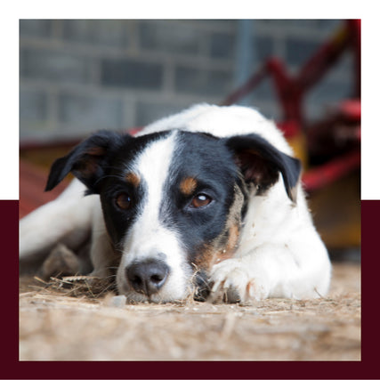 Pet Food & SuppliesDog in barn