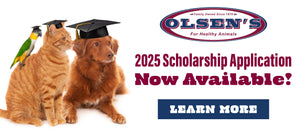 An advertisement for Olsen's 2025 Scholarship Application, featuring a parrot, an orange tabby cat, and a golden retriever, each wearing a black graduation cap. The Olsen's logo is displayed in the top right, with the text '2025 Scholarship Application Now Available!' and a blue button labeled 'Learn More' on the right side of the image.