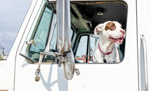 Dog in truck