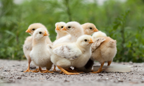 Baby chickens