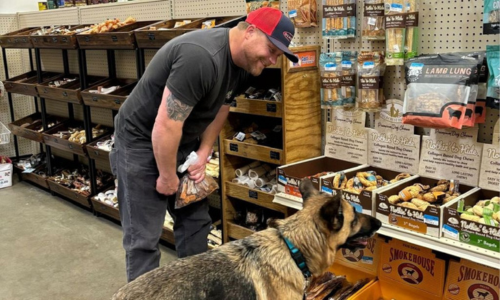 A German Shepard and staff member looking at treats and food inside the store