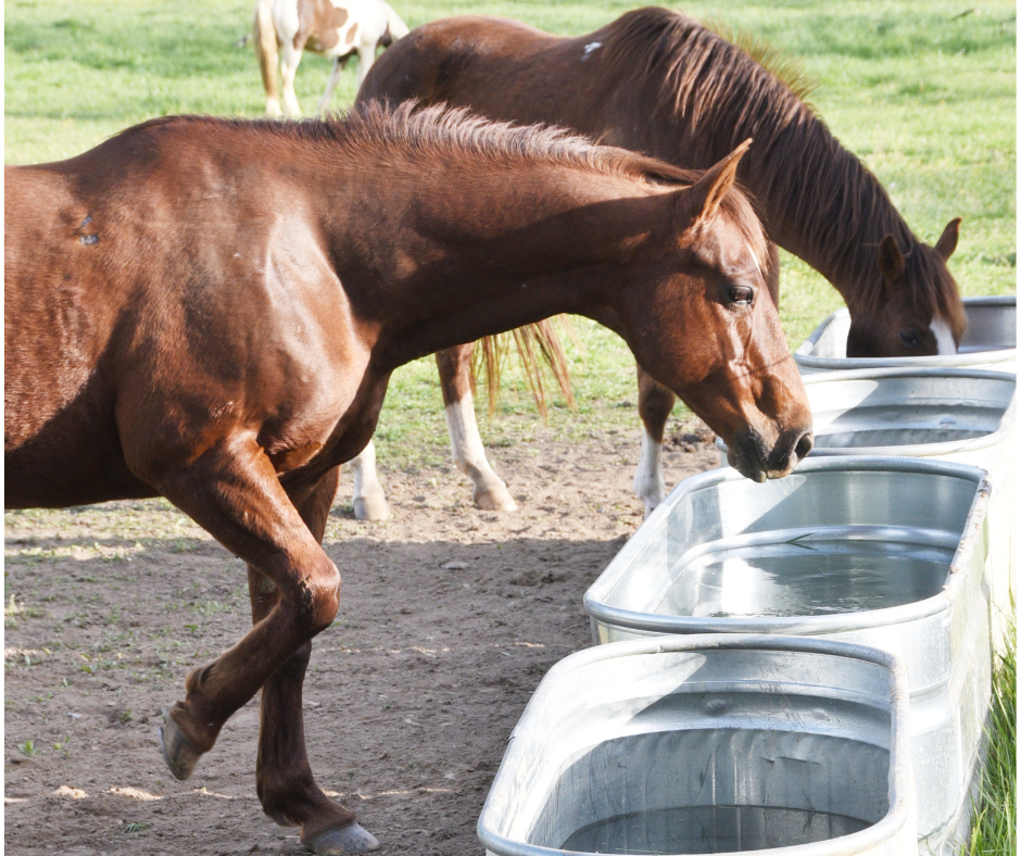 Clean Livestock Water Tanks - Olsen's For Healthy Animals articles ...